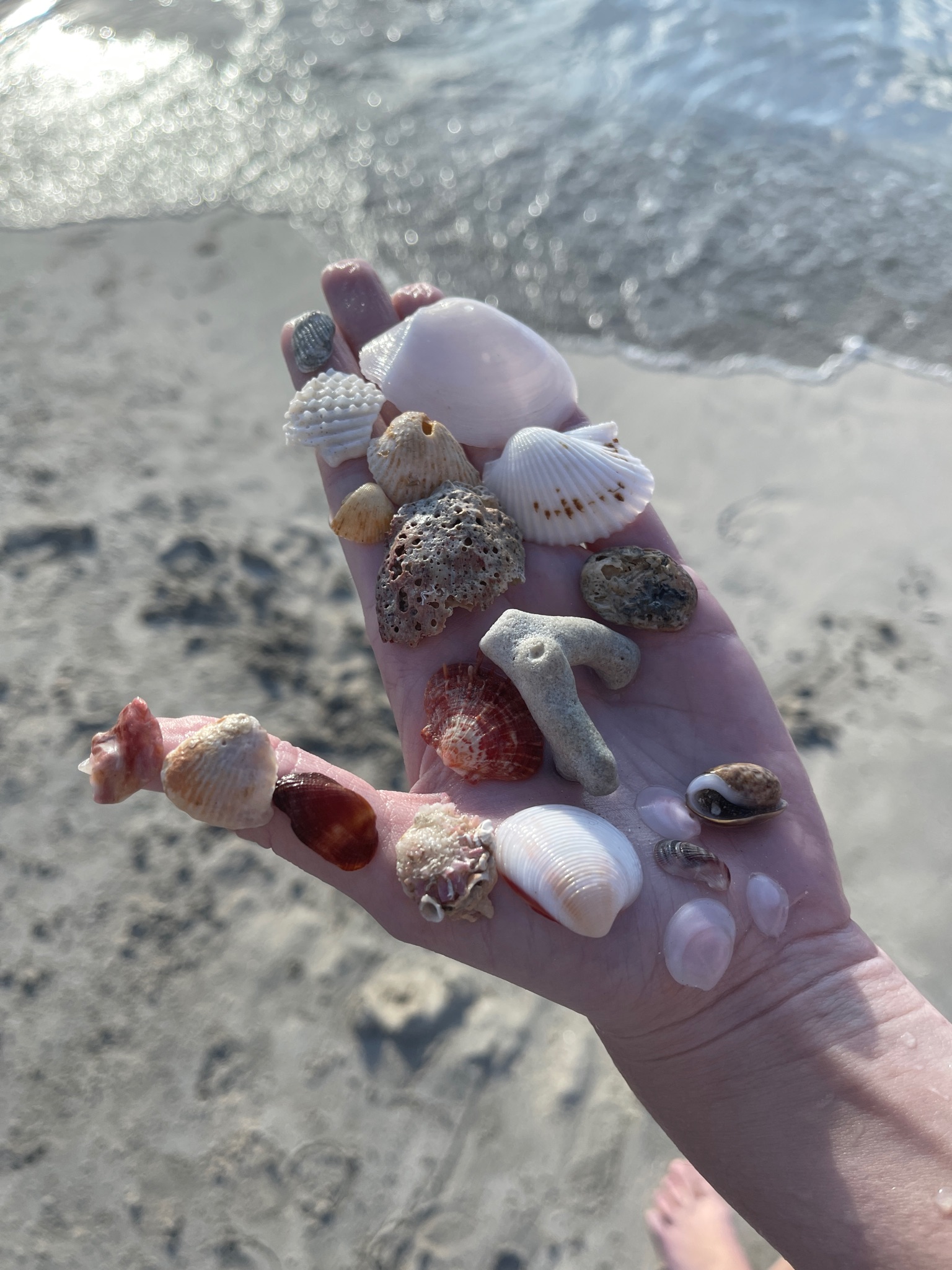 Multiple shells and coral found at Magens bay beach